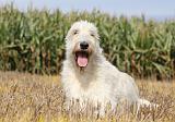IRISH WOLFHOUND 123